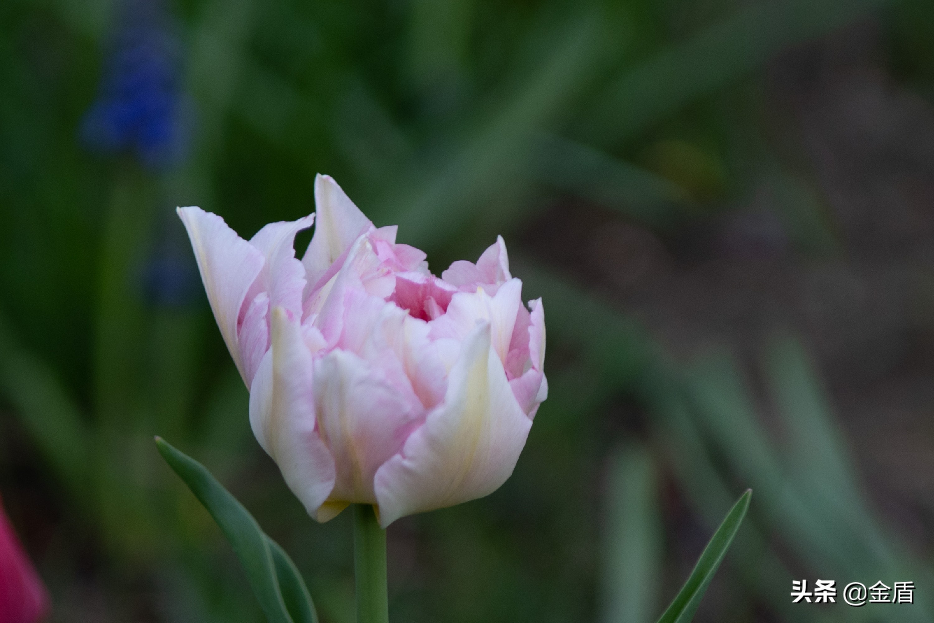 花中皇后郁金香全集,花西夫人郁金香
