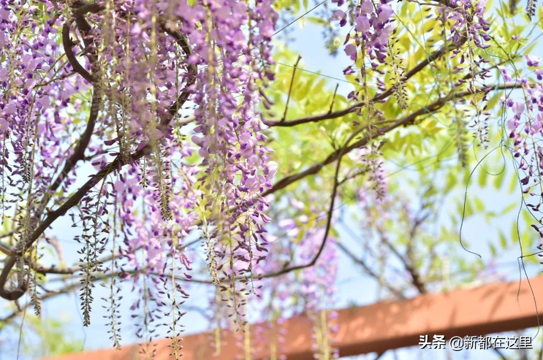 如果城市有颜色重庆,如果城市有颜色作文