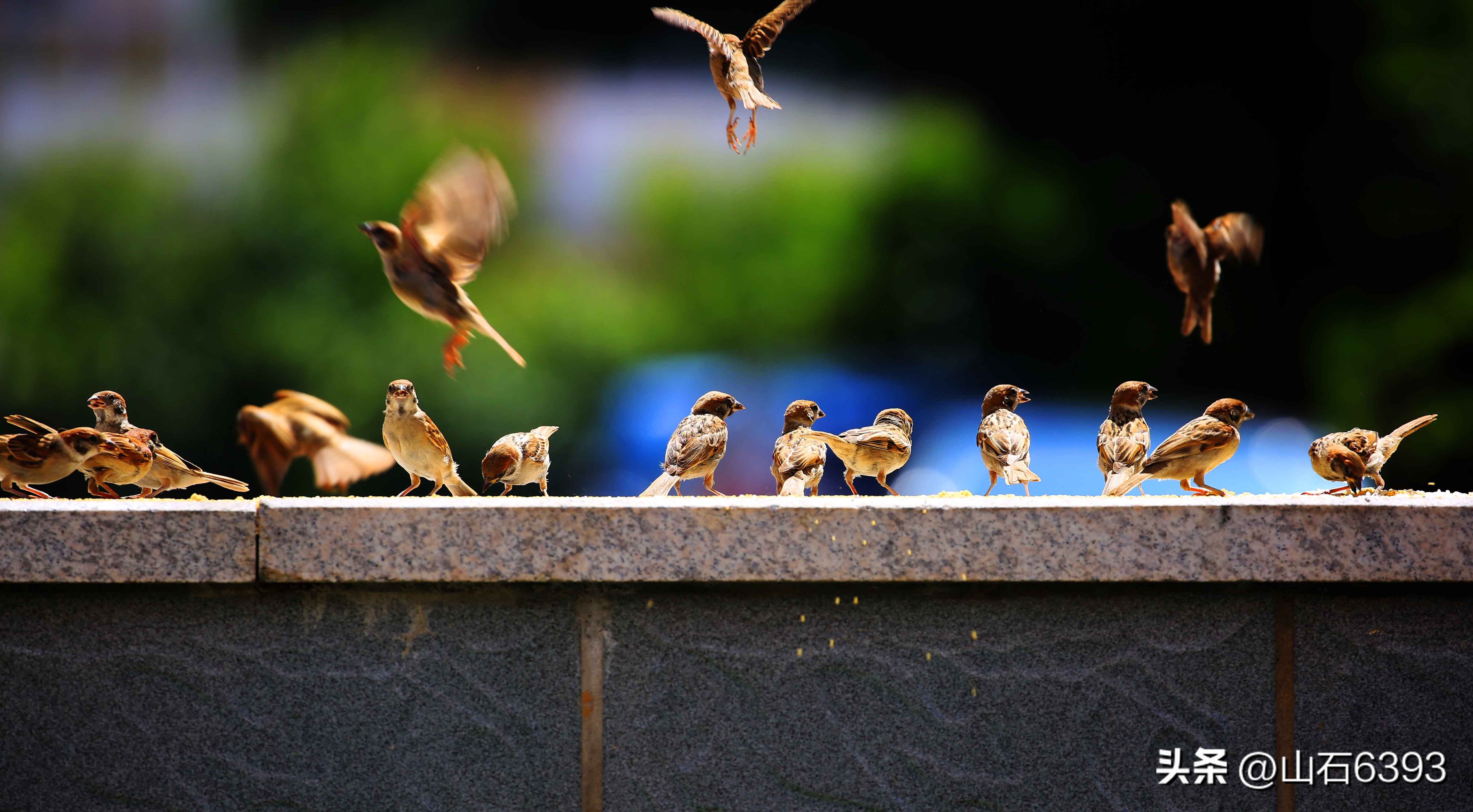 【战友美文】于天松：《麻雀，我爱你》（诗）