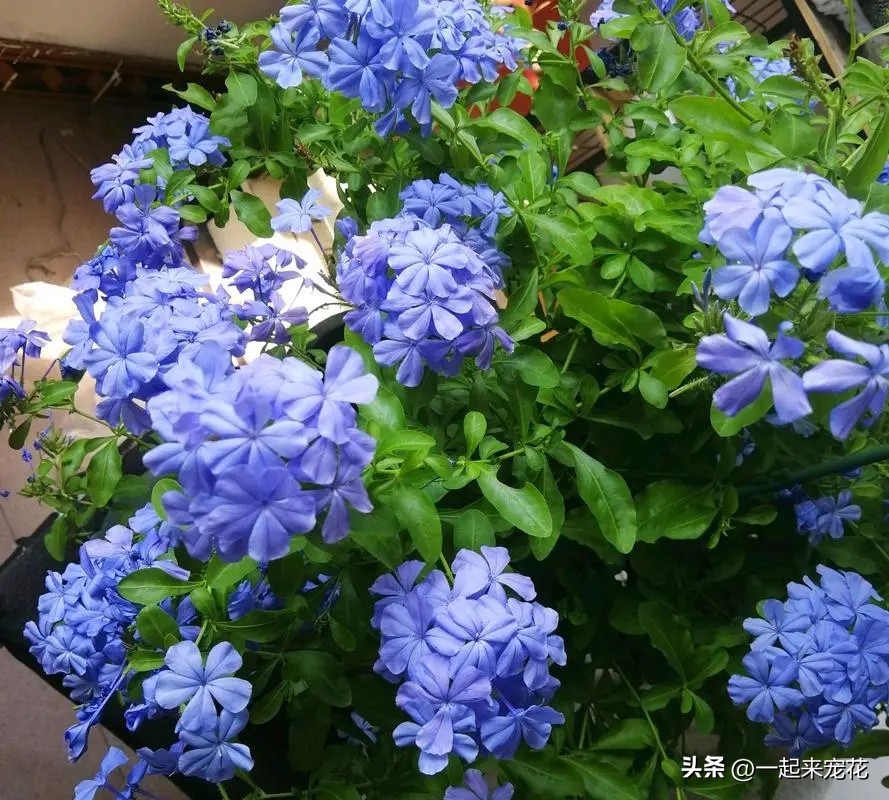 最适合新手养的4种花漂亮极了,1月份最好养好看的5种花