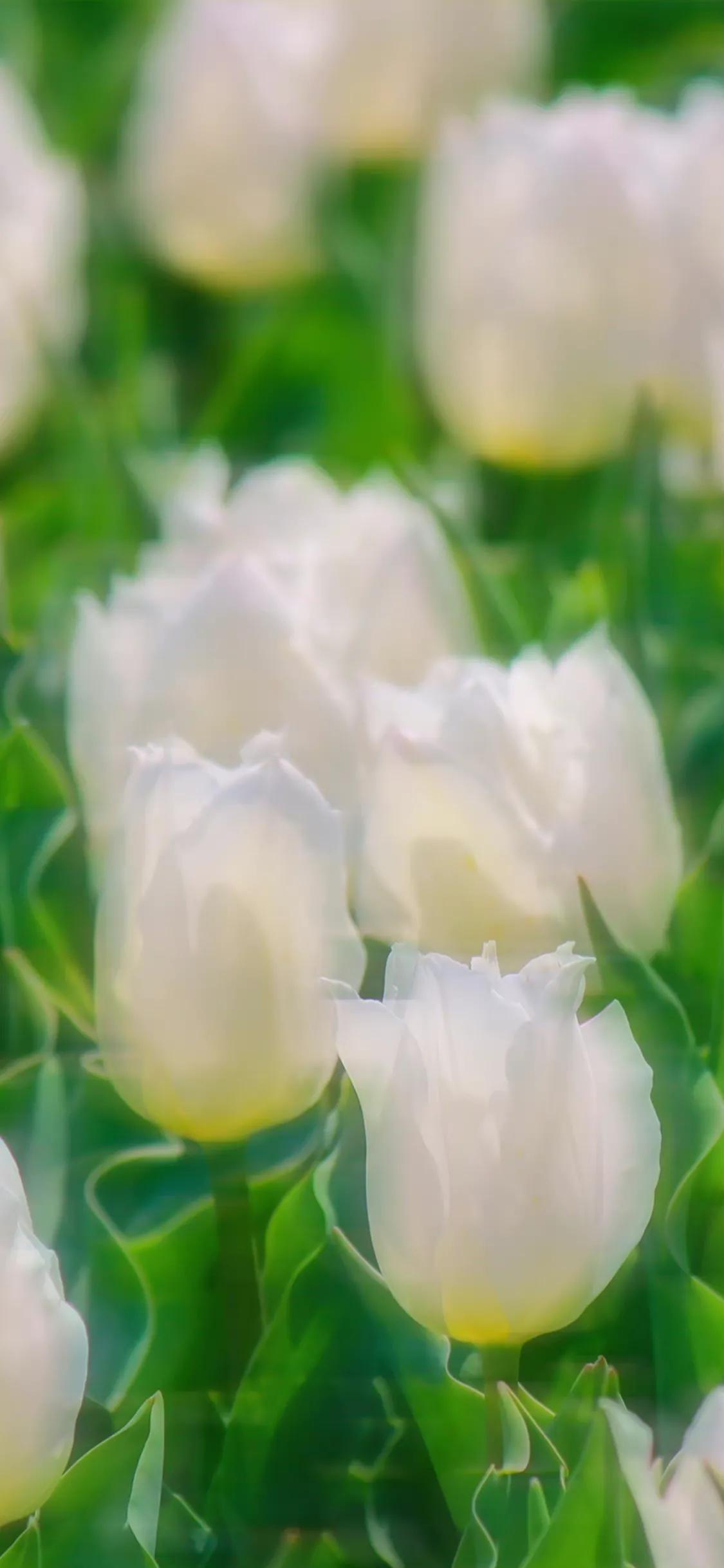 适合夏天的手机壁纸高清,纯颜色高清手机壁纸