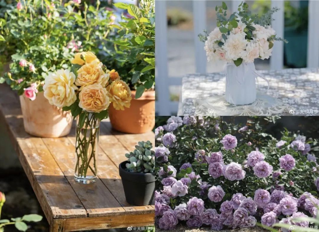 七夕卖玫瑰花要准备什么,七夕买红玫瑰还是彩色玫瑰