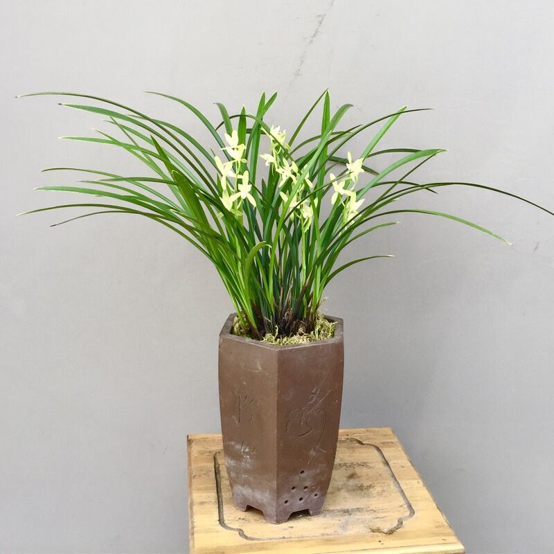 养兰花心情是愉悦的,养兰花对感情有帮助吗