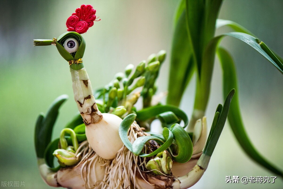 水仙枯萎怎么处理,水仙凋谢如何处理