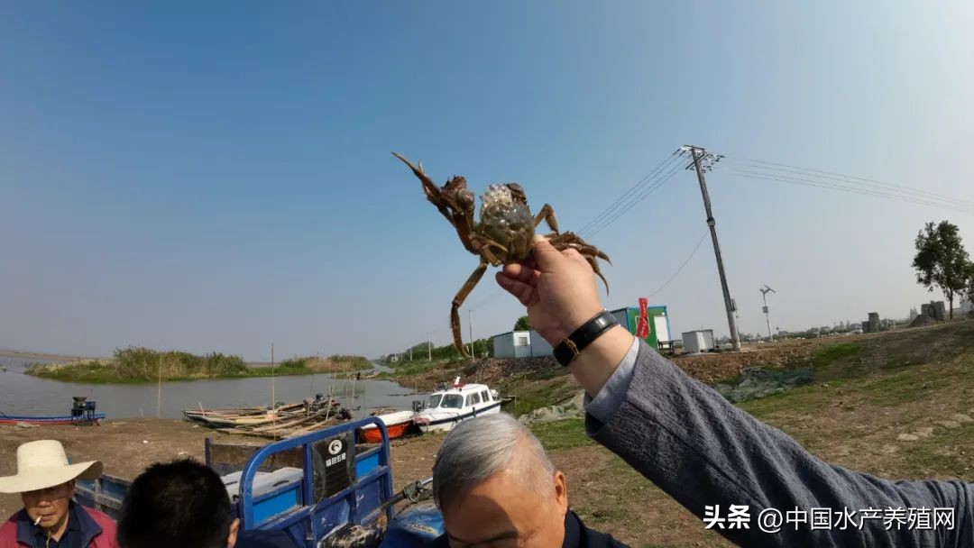 阳澄湖大闸蟹路线图,去阳澄湖大闸蟹攻略路线