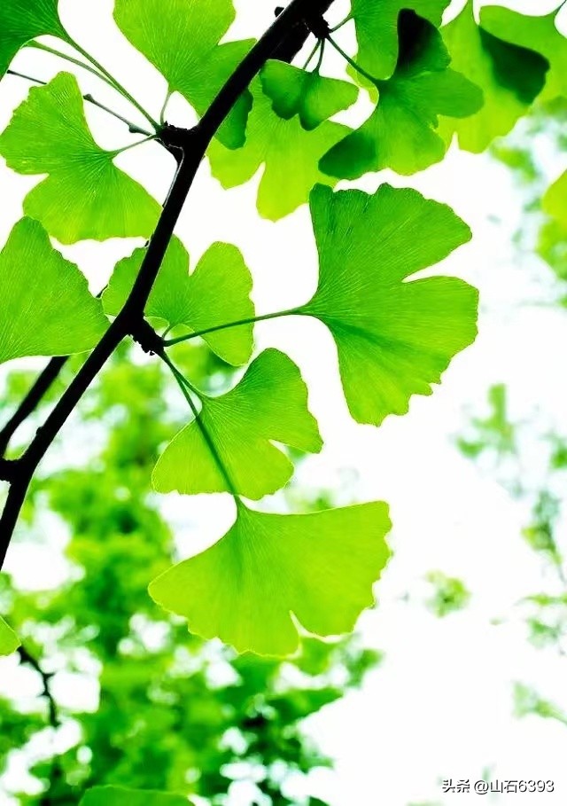 【战友美文】郭福成（天王福哥）：《*梦春**》（诗）