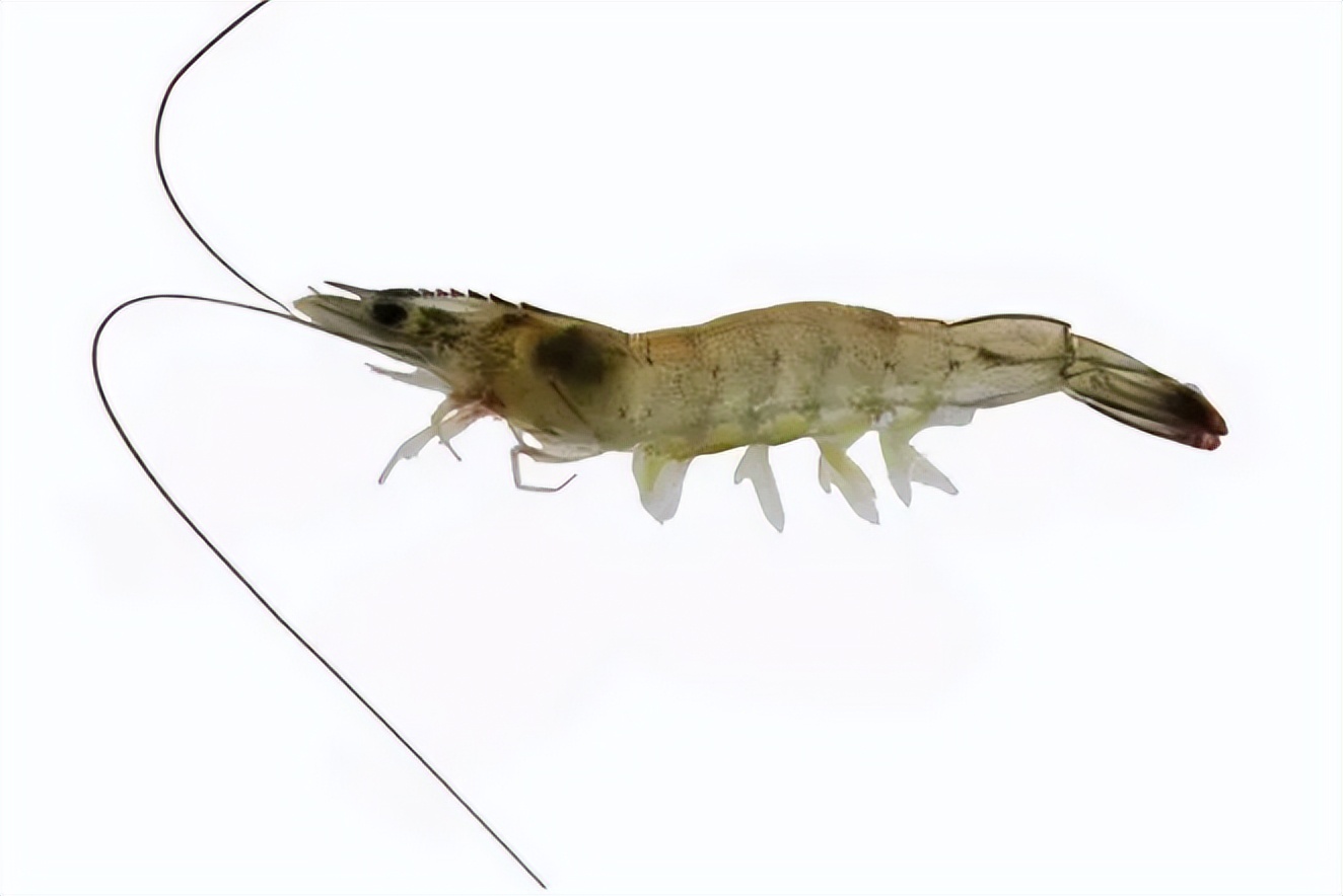 对虾养殖的碳氮磷比,对虾溶氧与产量的关系