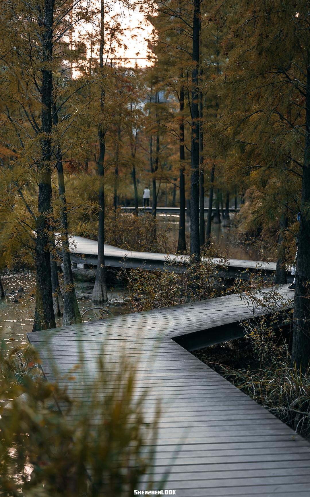 大美深圳全部视频,大美宝安