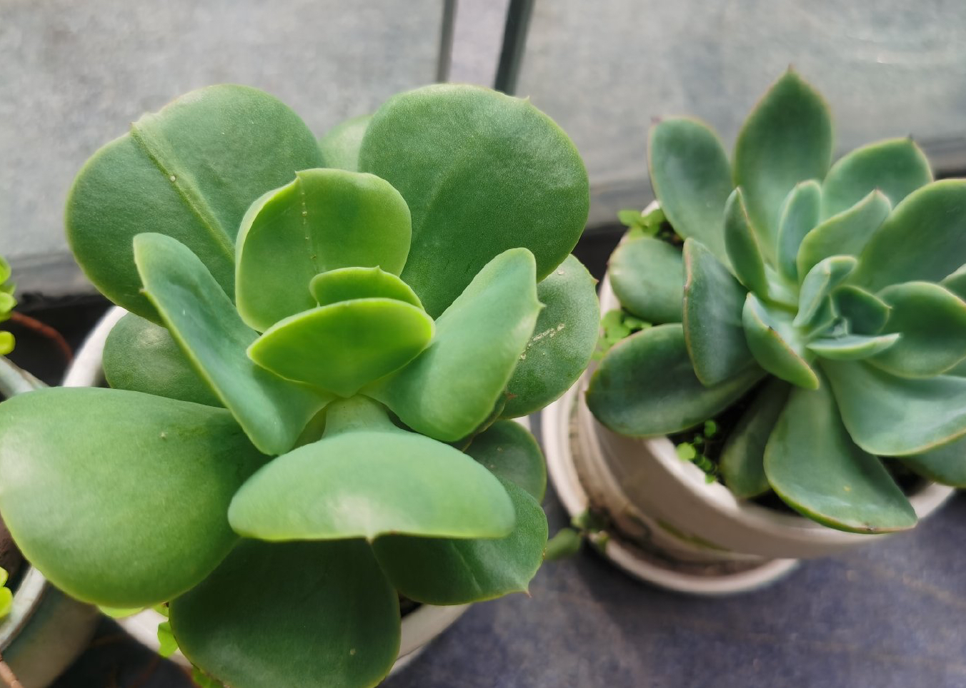 养多肉最简单的方法,多肉怎么养才能长得快又好还好看