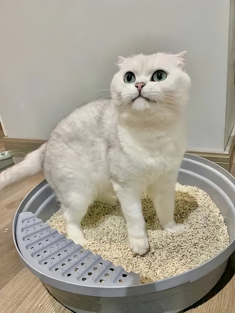 劣质猫砂的危害制作视频,便宜的猫砂会对猫造成危害吗