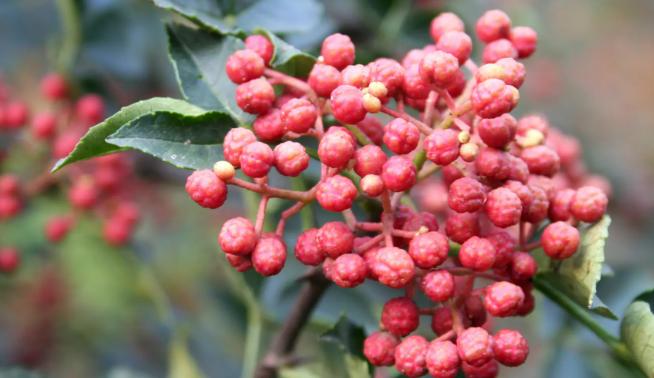 做菜总是没什么香味,做菜总是不好吃是怎么回事