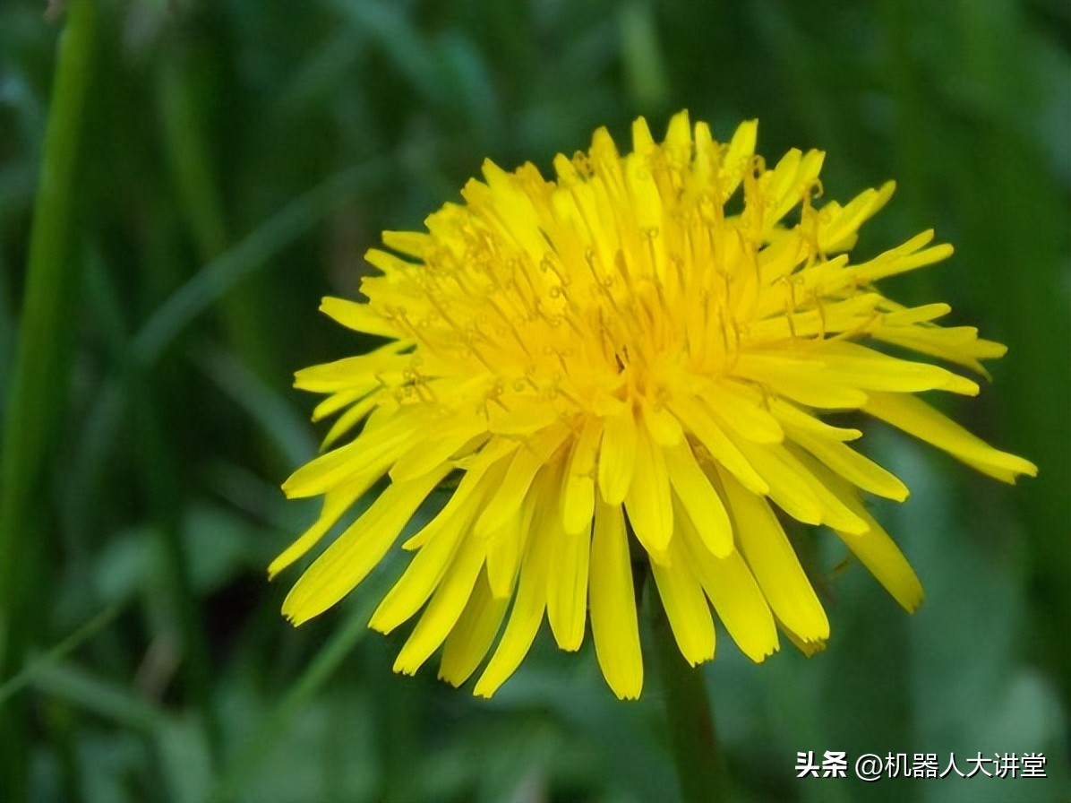 哈工大纳米级机器人,哈工大研制纳米级机器人