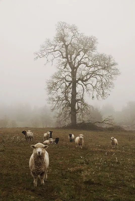 设计趋势｜布鲁盟设计：义乌中海·九樾府，重塑生活的图腾