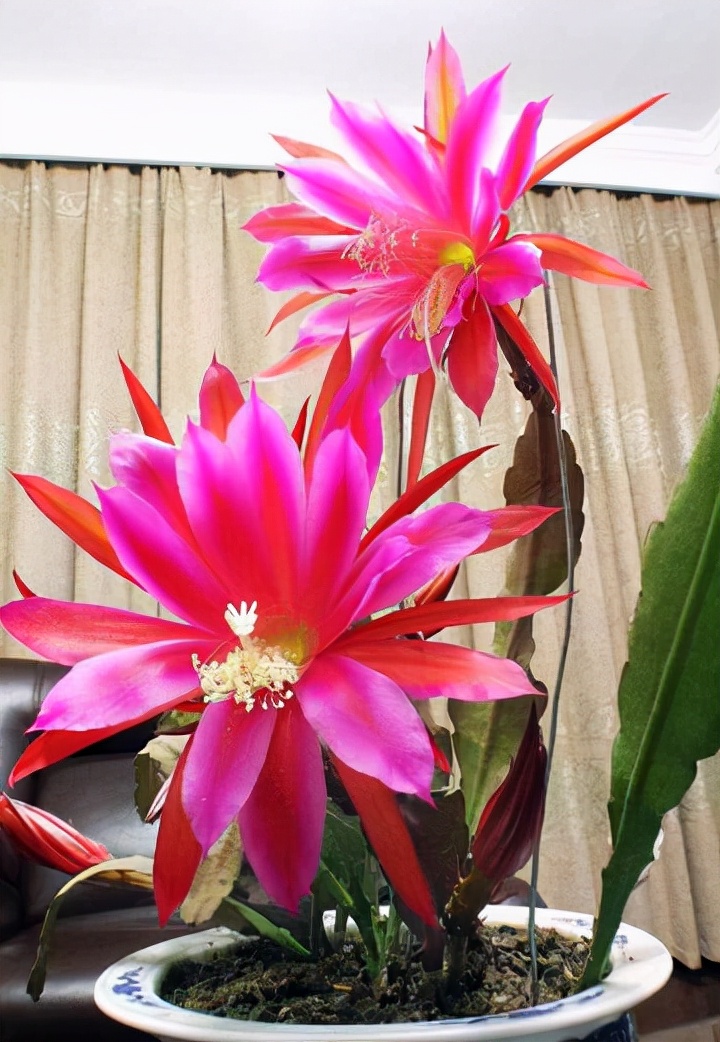 开花形状奇特的植物,一朵花开好久的植物