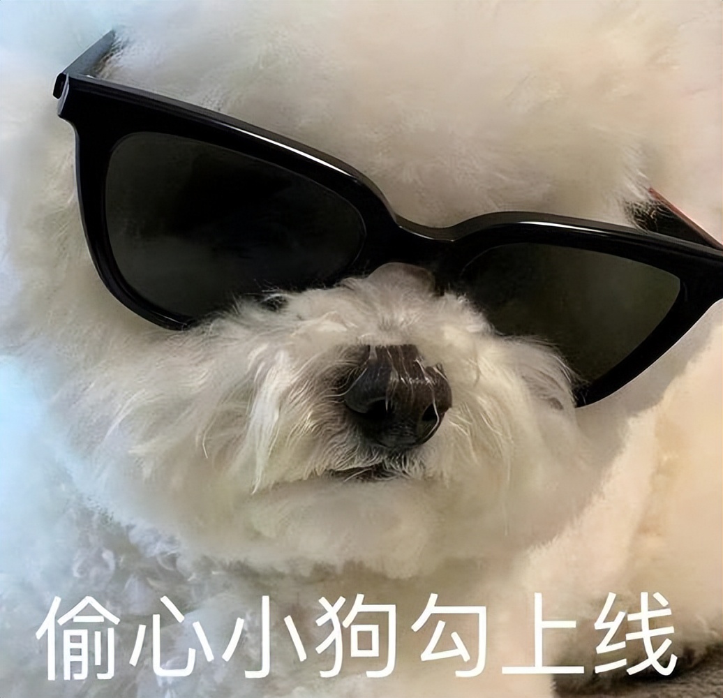 十大最长寿狗狗,长寿的狗狗都有哪些