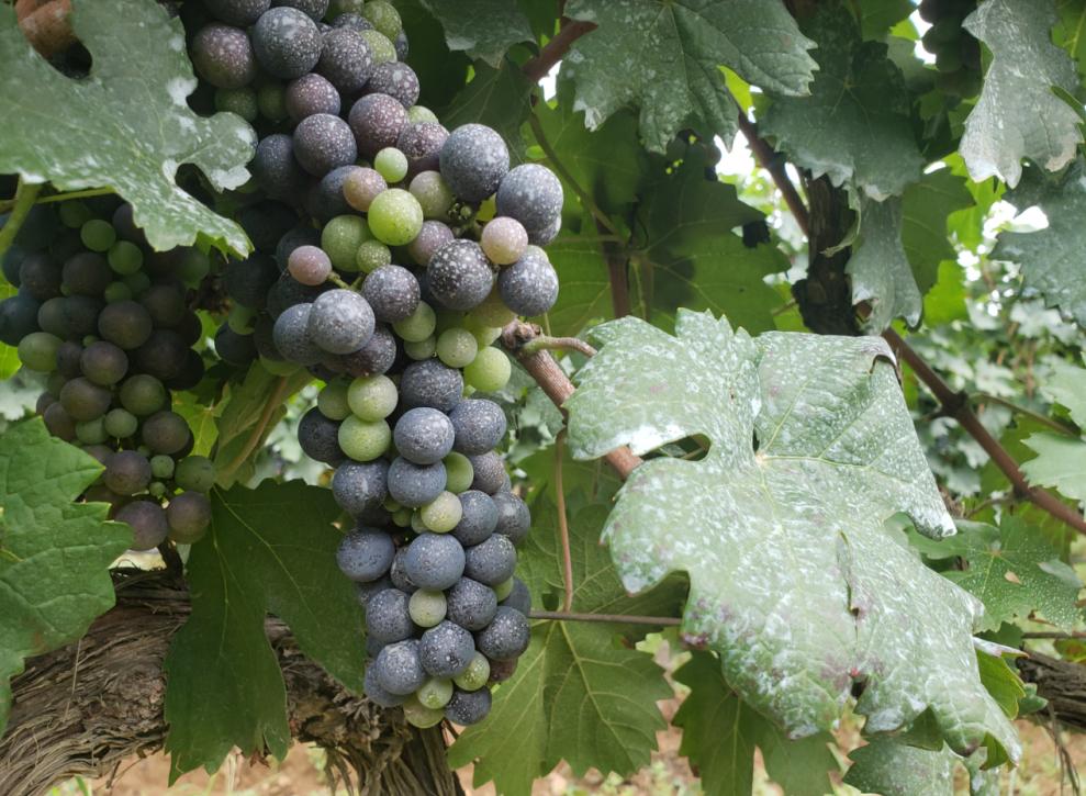 蛇龙珠烟台张裕卡斯特酒庄,张裕卡斯特酒庄蛇龙珠干红葡萄酒