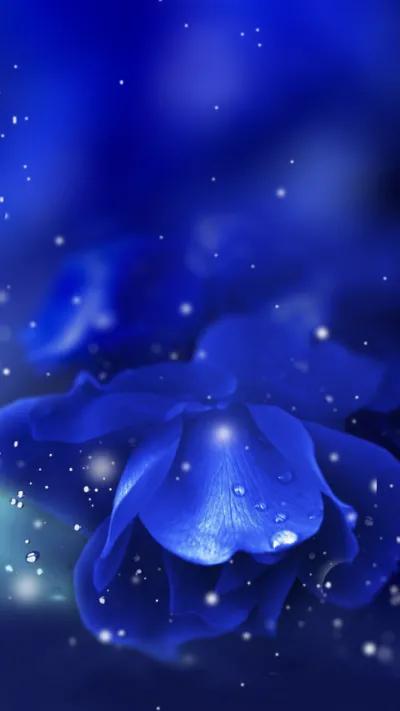 蓝色妖姬花束壁纸,花朵壁纸蓝色