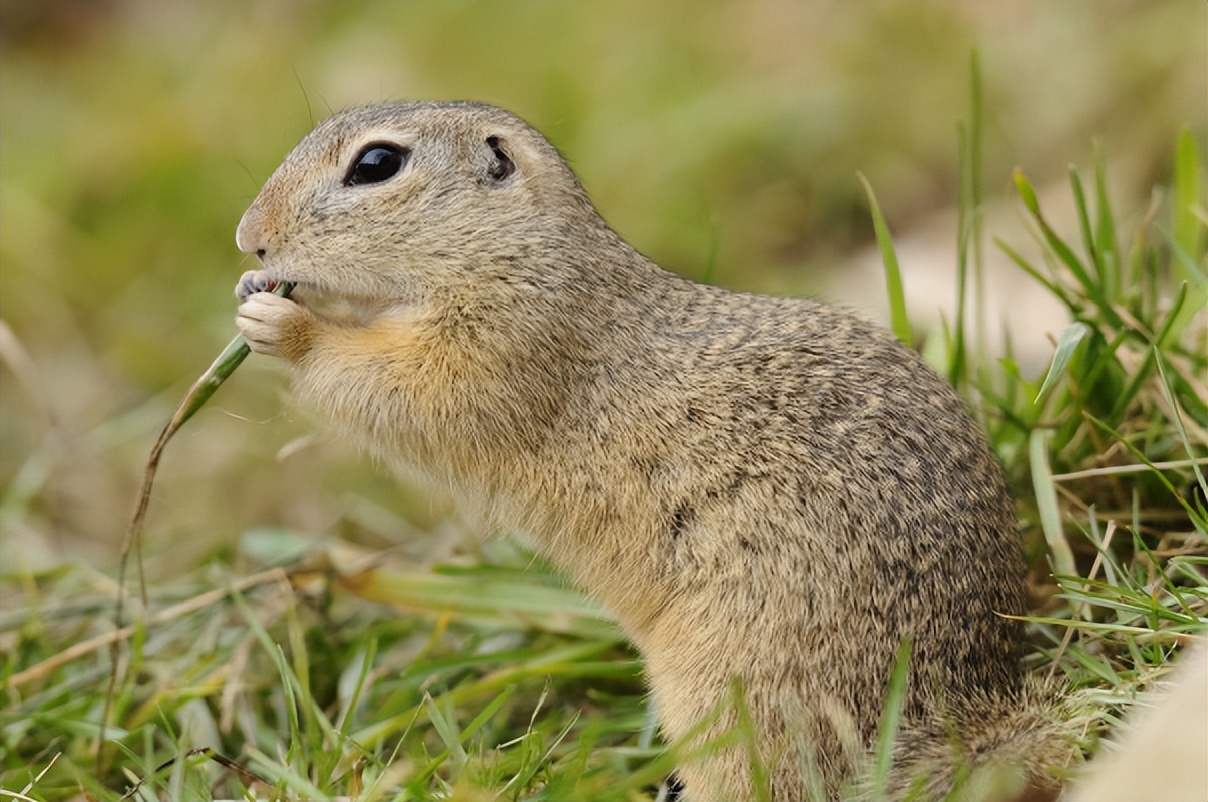 ​暗黑料理：鼠肉烹饪竟比鸭脖历史更悠久
