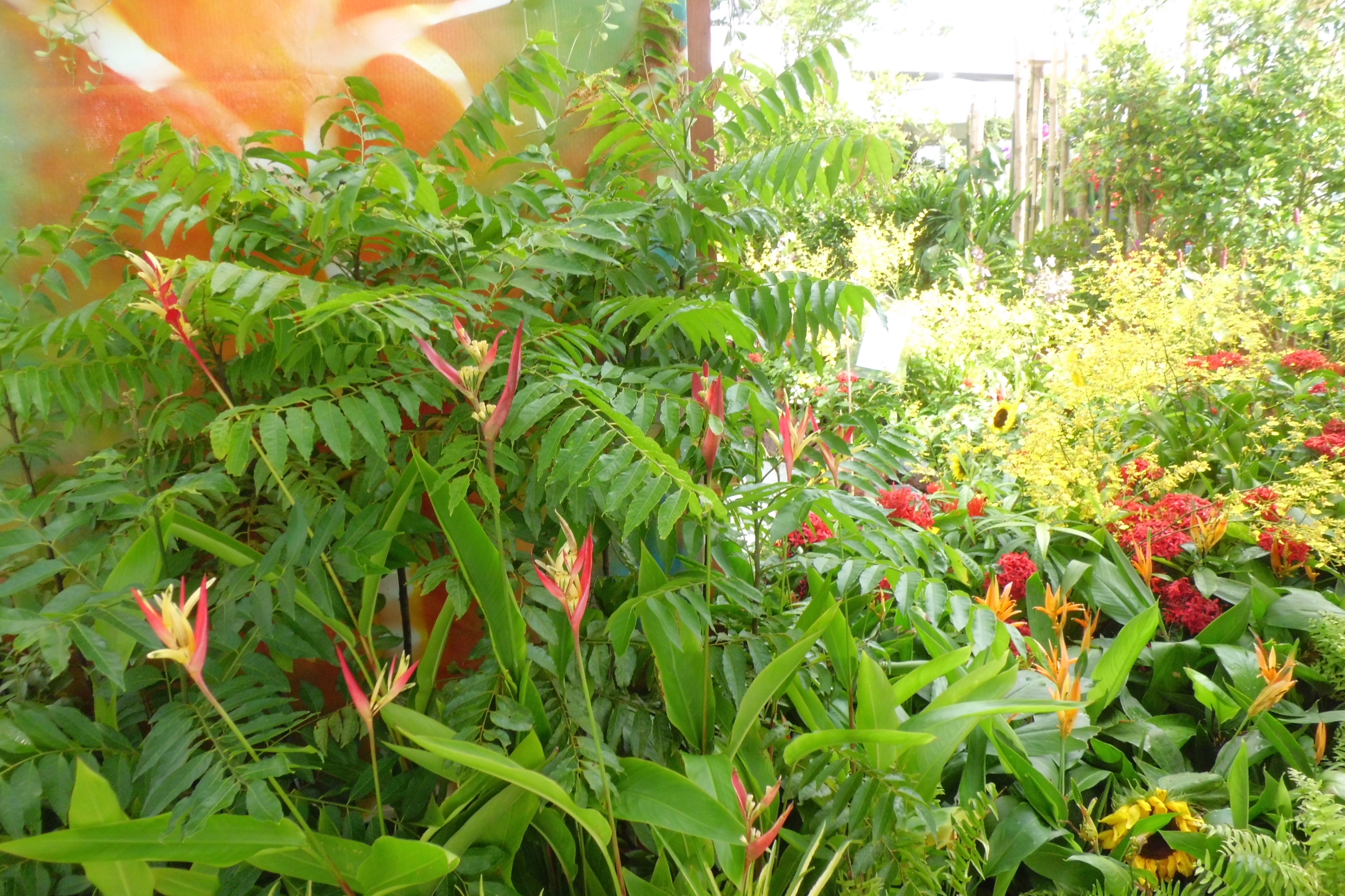 新加坡滨海湾金沙花园景观房,新加坡金沙空中花园高清图