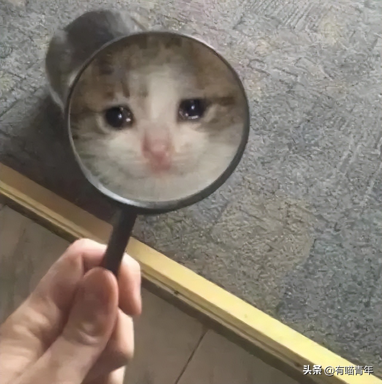 流泪猫猫头原图,最近猫猫头为什么这么火