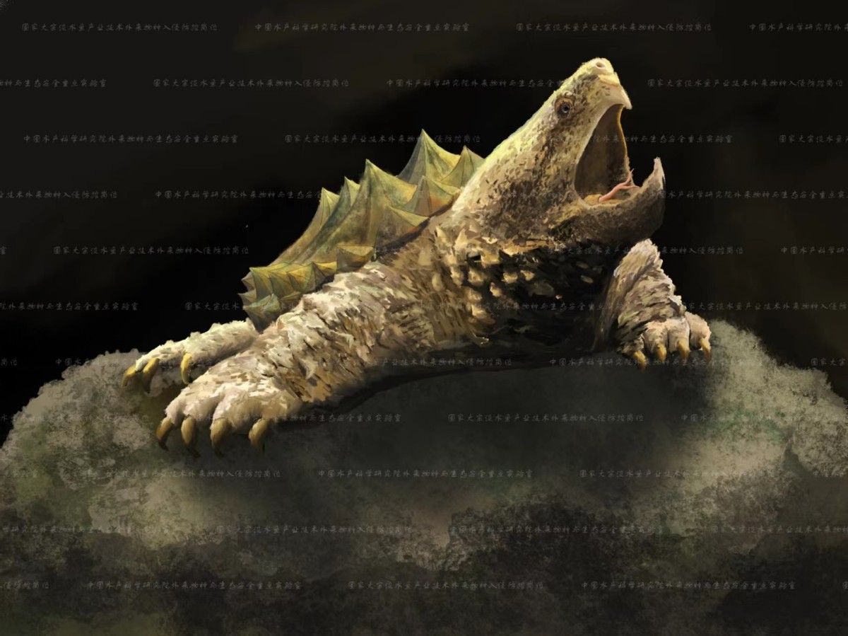 外来入侵水生动物福寿螺,外来水生生物入侵措施