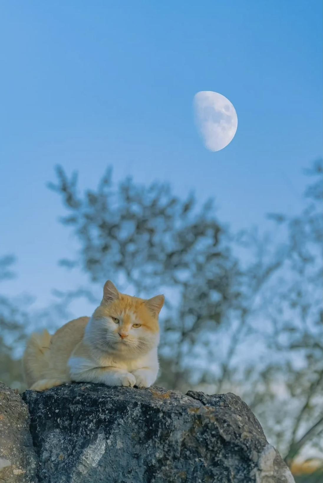 治愈系壁纸｜132张可爱小猫咪的样子