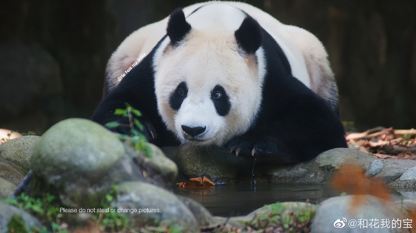 不高的高高和他不白的老婆白云——91年出生的童颜女神大熊猫白云