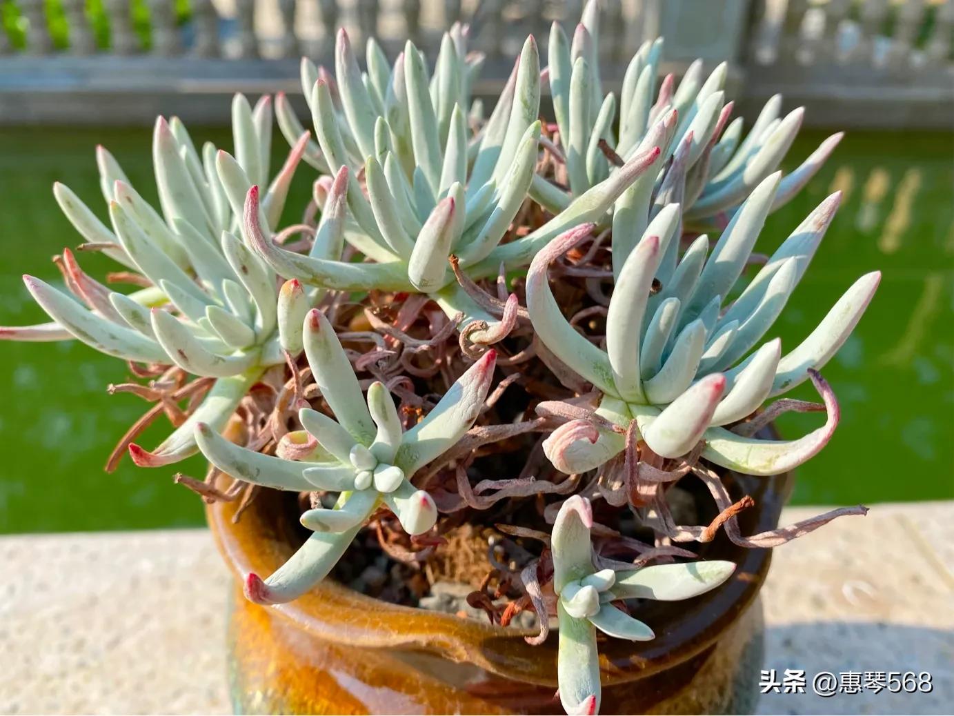 怎样养护多肉植物仙女杯,多肉仙女杯拍摄视频