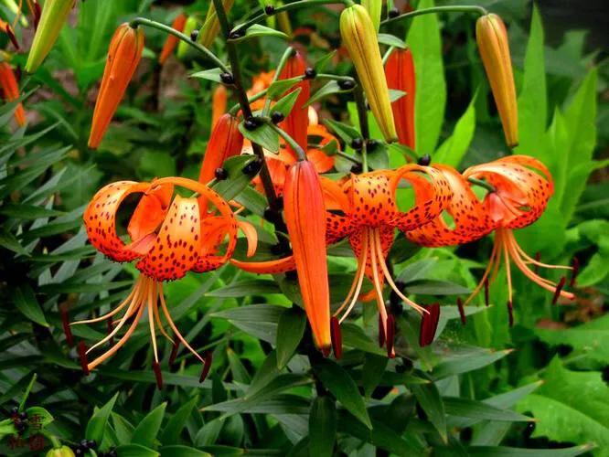 绽放的百合花,绽放的百合花32