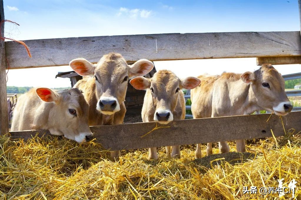 2024奶业形势分析,奶业经济形势