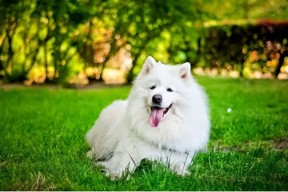 阿拉斯加和萨摩耶的优点和缺点,萨摩耶犬的缺点与优点