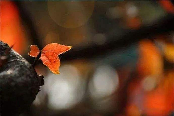 最有诗意的唐诗宋词,唐诗宋词绝美诗句