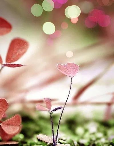 儿子十八岁生日祝语诗句,儿子十八周岁生日祝福