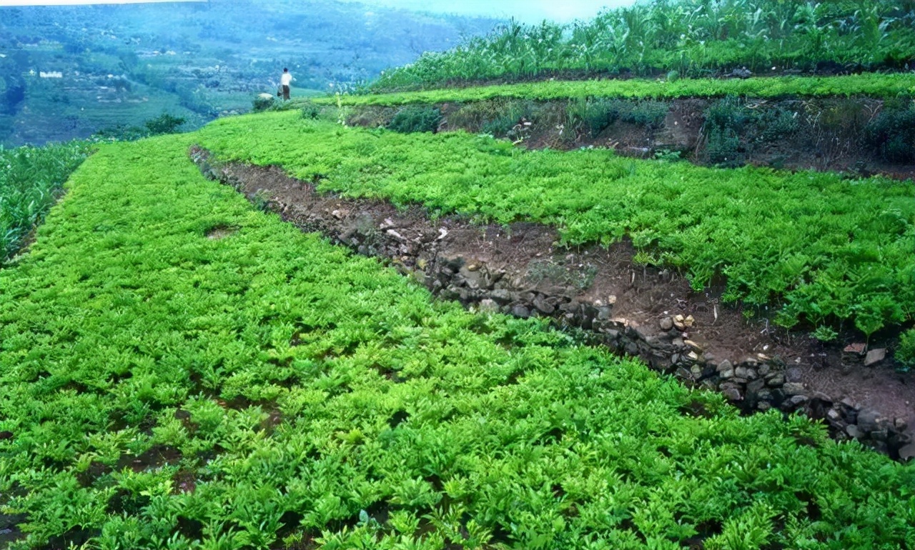 四川大凉山魔芋,金阳县白魔芋菜品