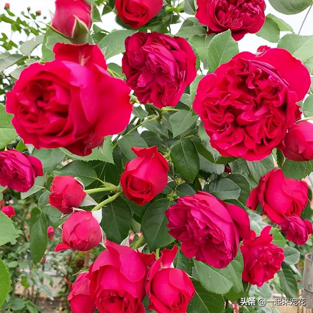 最漂亮的10种月季,四种最漂亮的月季