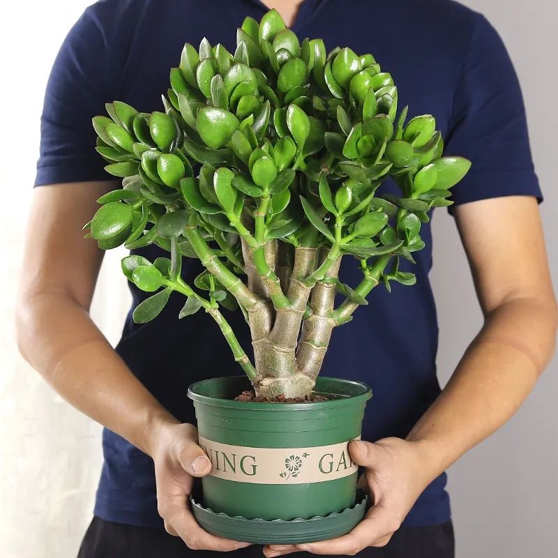 寓意发财好运的花有哪些,六种最旺财吉祥花