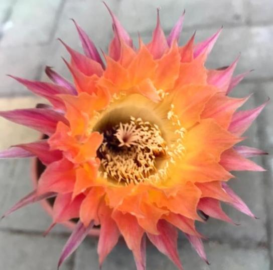 草球牡丹锦仙人球,大花彩草仙人球经典品种