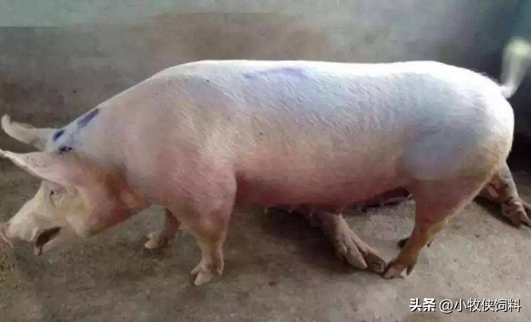 猪严重喘气用什么方法治疗,猪喘气严重怎么急救