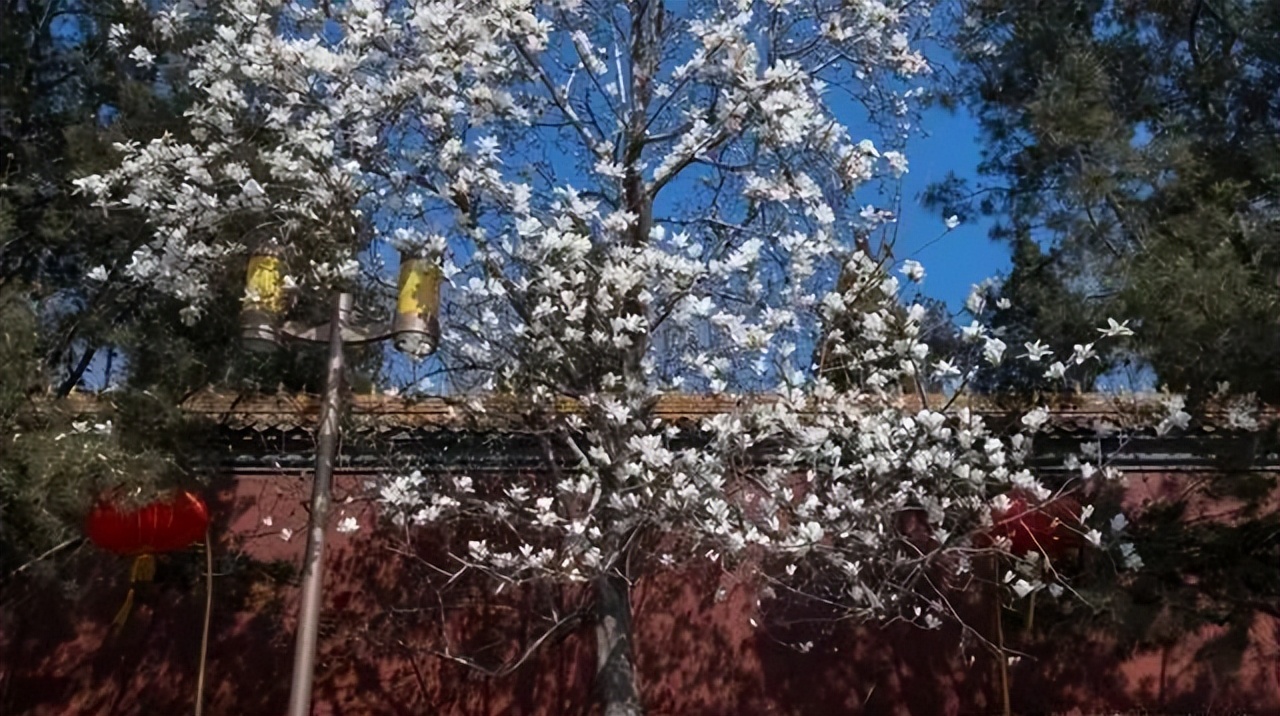 惊蛰时节，赏花正当时！北京公园赏花指南