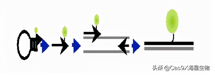 实时荧光定量pcr检测乙肝参考值,实时荧光定量pcr试剂盒