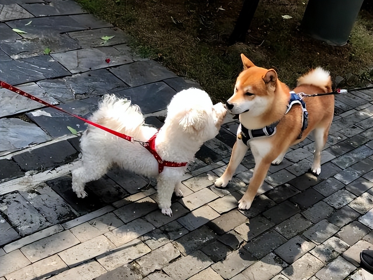 都说猫狗不合是不是真的,为什么狗狗之间没有生殖隔离