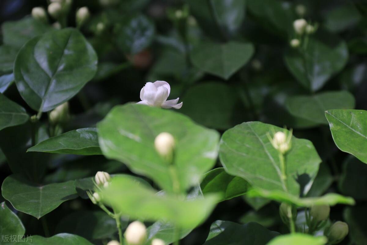 茉莉花的花苞掉光了,家里养的茉莉花为什么花开得少
