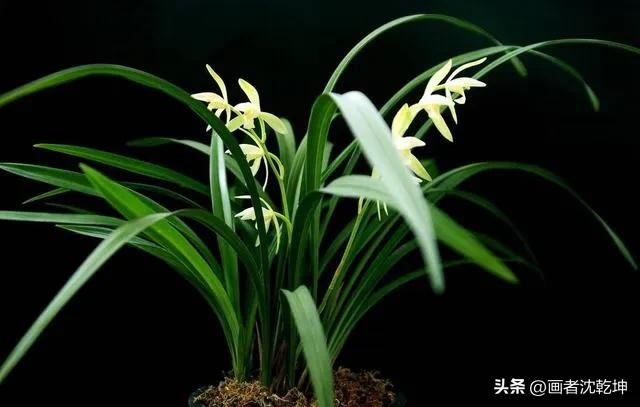 芝兰生于深谷不以无人而不芳出处,100幅历代名家兰花图值得一看再看