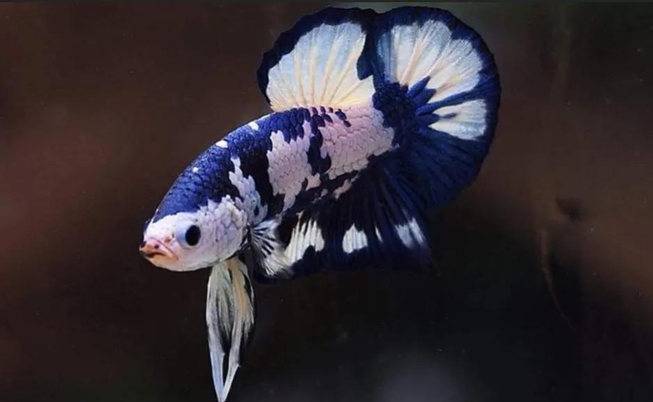 斗鱼新手入门攻略,斗鱼新手如何养