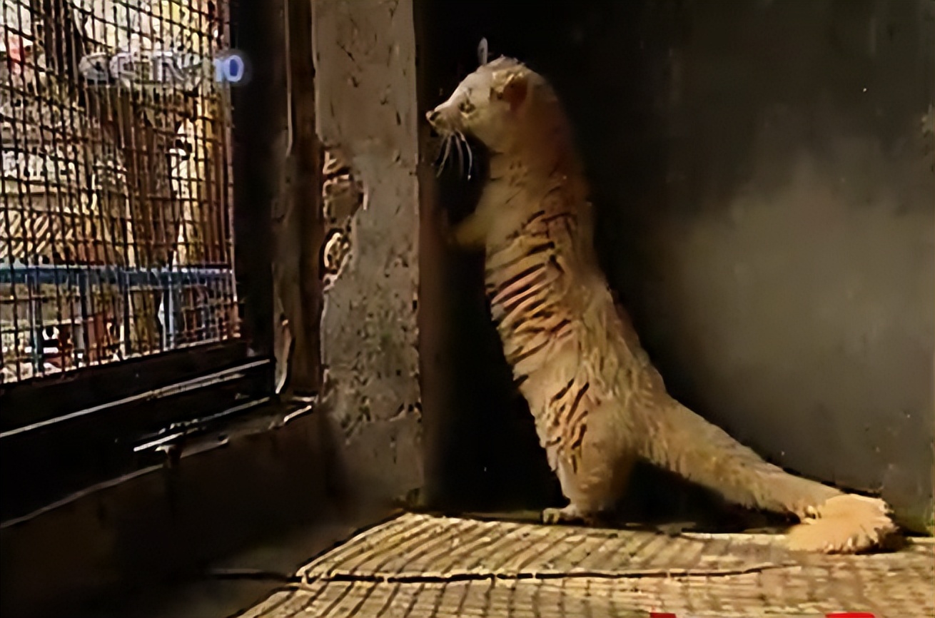 江西老农活捉神秘物种六不像,江西宜春老农上山捉到六不像