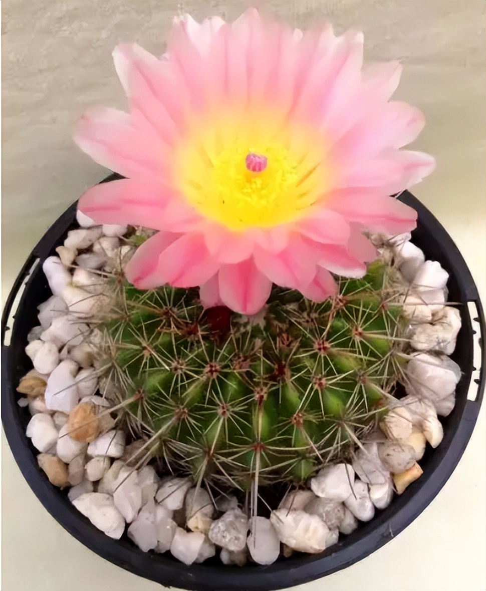 100种耐寒耐旱花卉,哪种花最耐旱不用浇水