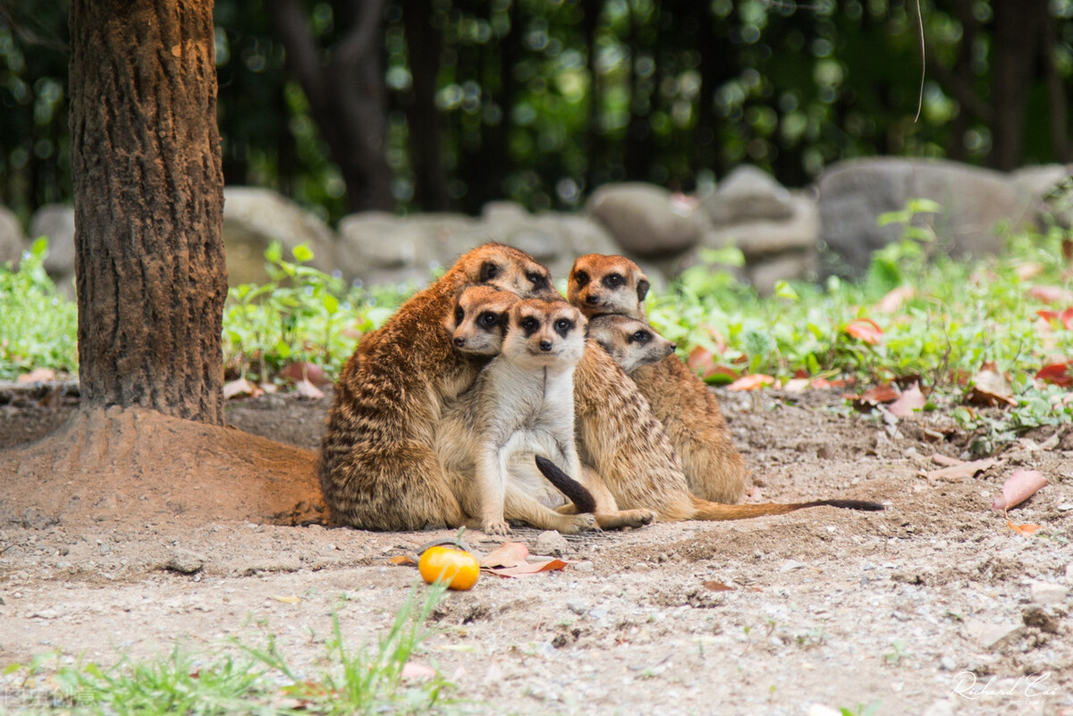上海100公里左右有哪些旅游景点,上海旅游攻略带孩子必去景点