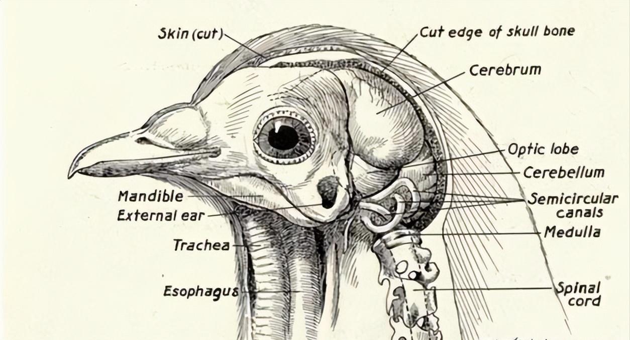 盘点十大难以杀死的动物,被砍了头的鸡还能活多久