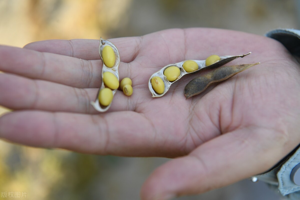 大豆价格最新行情10月,今日国储大豆拍卖价格多少钱一斤