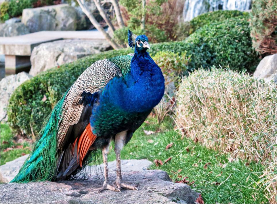 鸡窝真能飞出“凤凰”！安徽居民家中惊现大鸟，专家竟认错物种？